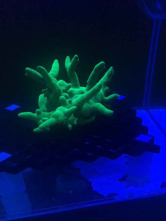 Photo of coral (Montipora digitata) displaying a bright green fluorescence