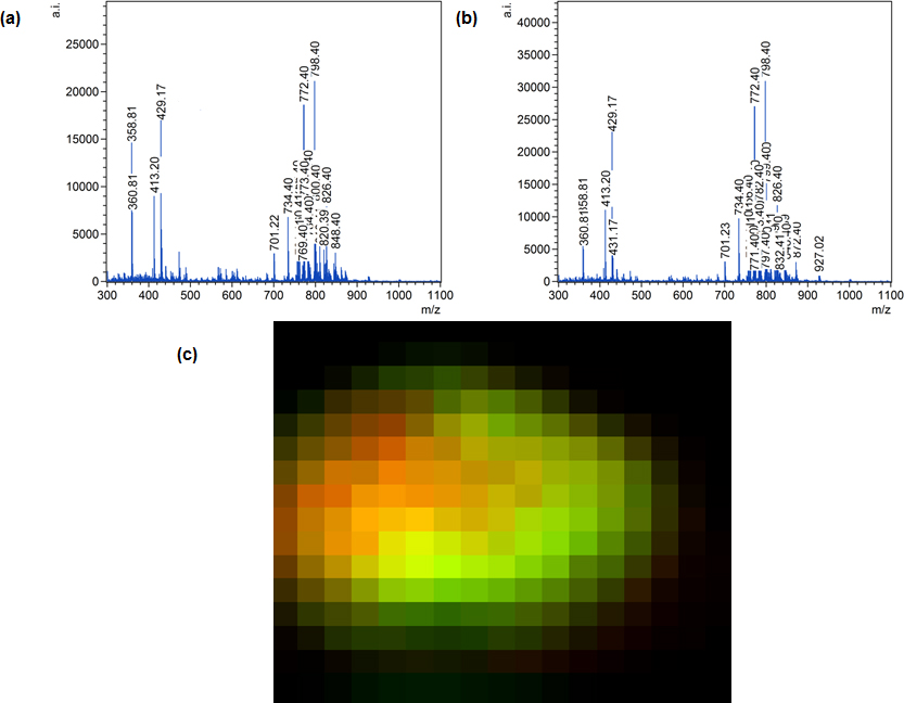 Mass spectra of lipids and image of rat brain using MAIV mass spectrometry imaging.