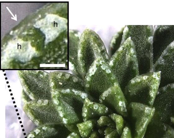Photograph of the chalk glands (hydathodes) on the leaf margins of Saxifraga alpine plant species have been found to produce the rare mineral vaterite. Image courtesy of Paul Aston.