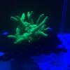 Photo of coral (Montipora digitata) displaying a bright green fluorescence