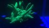 Photo of coral (Montipora digitata) displaying bright green fluorescence